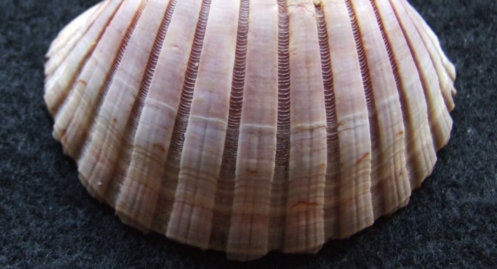 border Pecten dorotheae